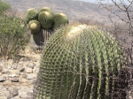 cactus gigante