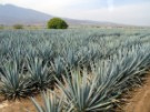 agave-tequilana