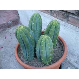 Cactus de San Pedro