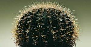 ¿Es verdad que los cactus absorben las ondas emitidas por el ordenador?