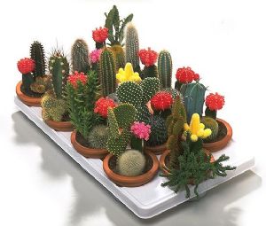 Cactus: un paisaje en tu maceta